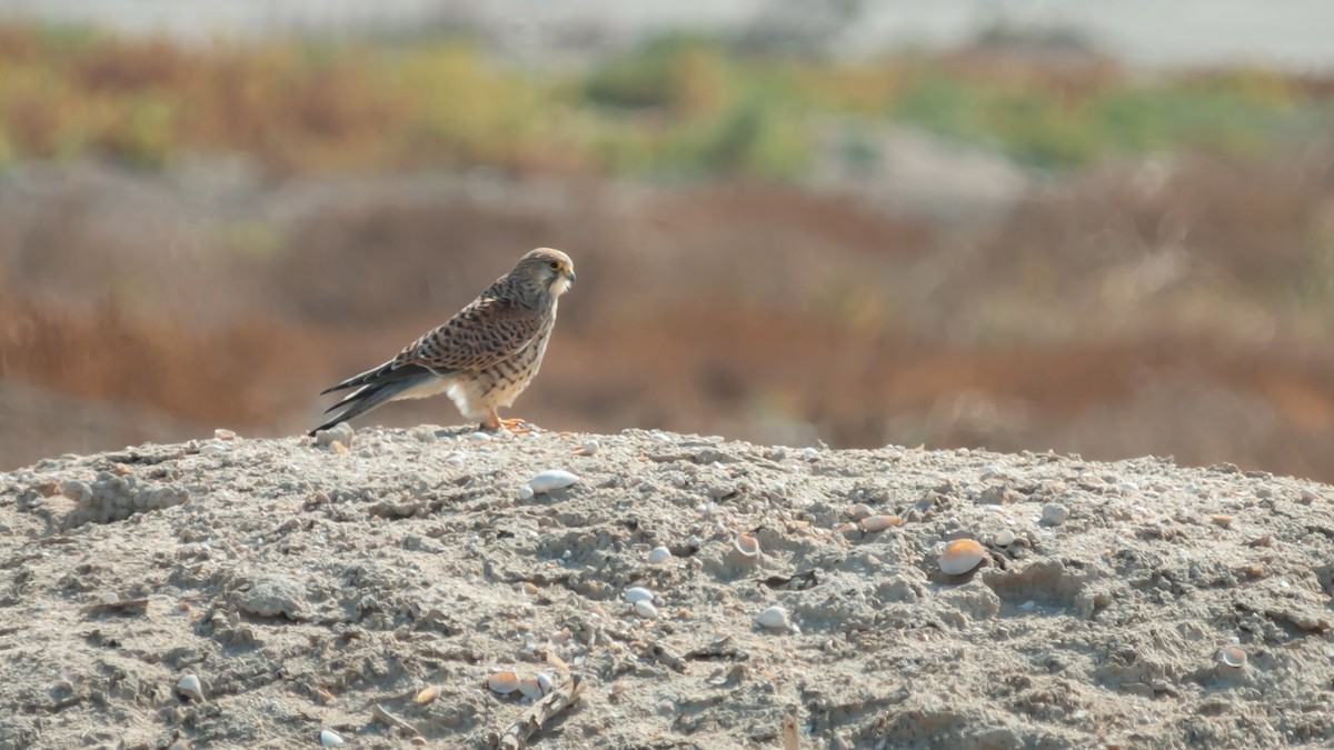 Eurasian Kestrel (Eurasian) - Markus Craig