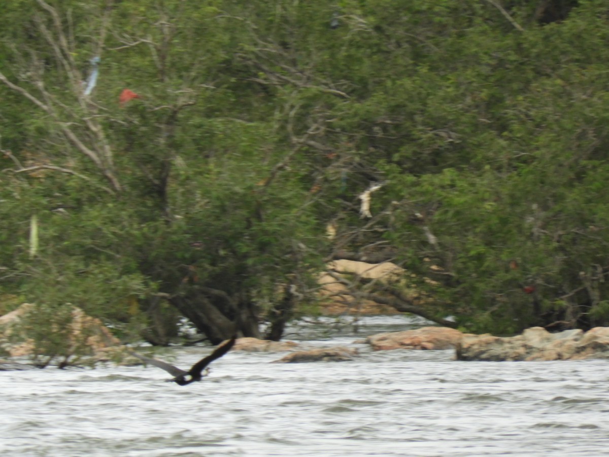 Great Cormorant - ML356700011