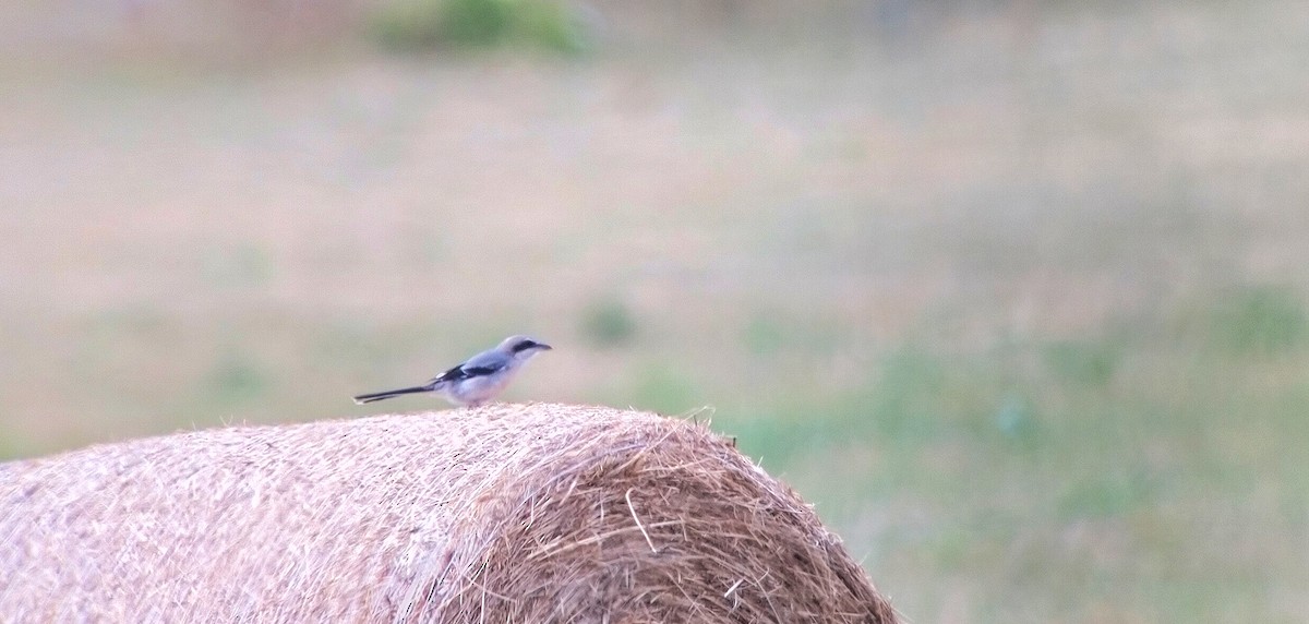 Iberian Gray Shrike - ML356701881