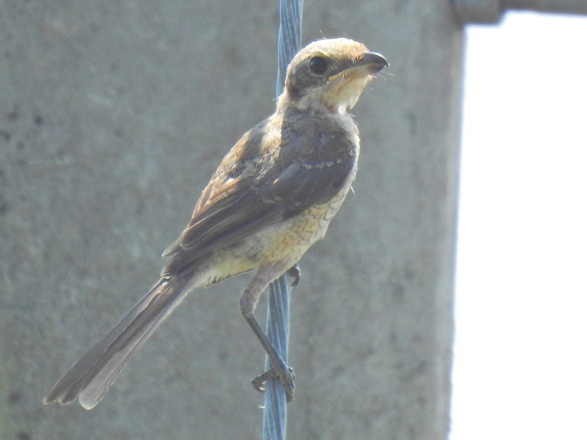 Tiger Shrike - ML356702591