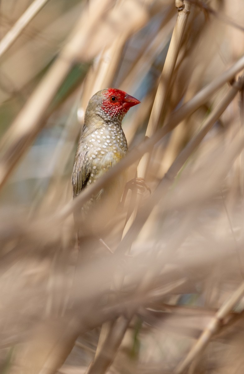 Star Finch - Paul Thomsen