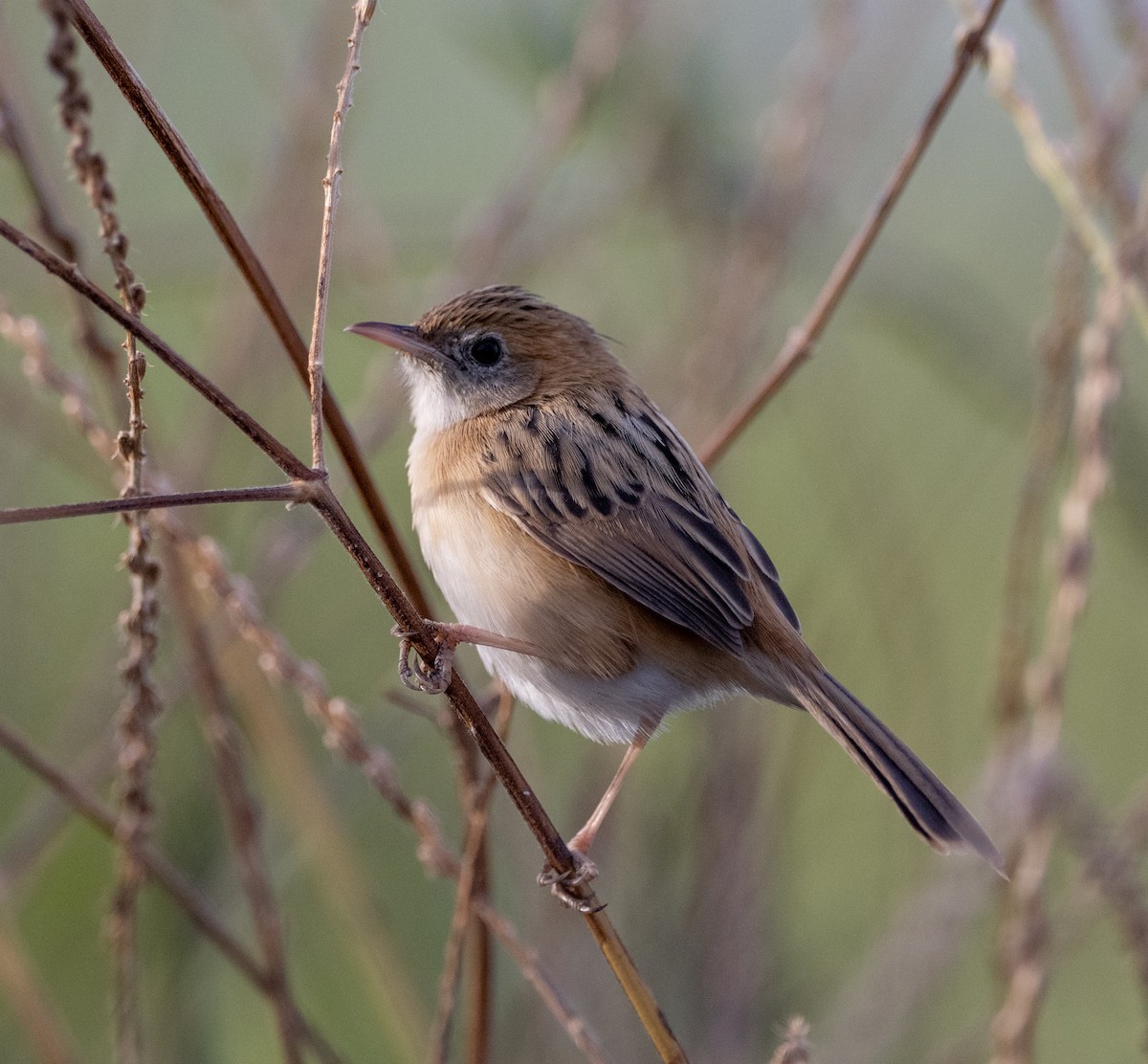 Golden-headed Cisticola - ML356702951