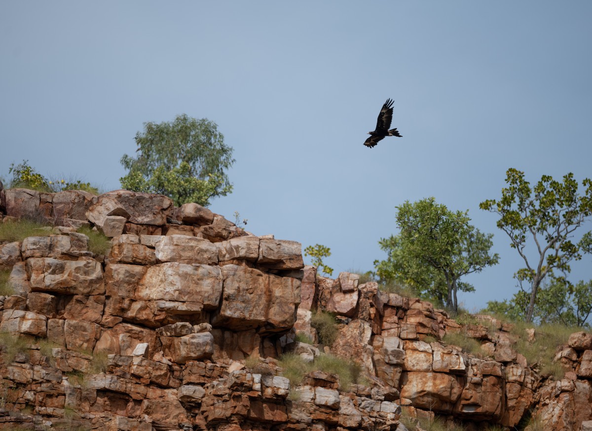 Wedge-tailed Eagle - ML356702971