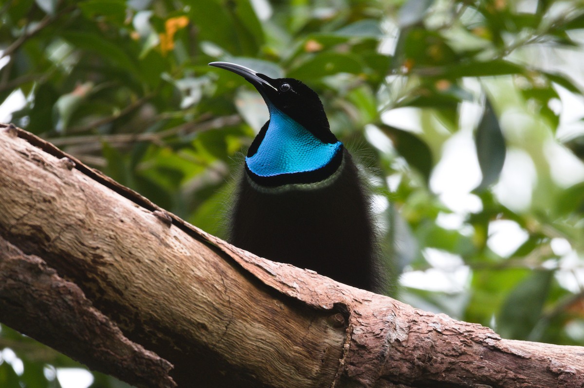 Magnificent Riflebird - ML356703441