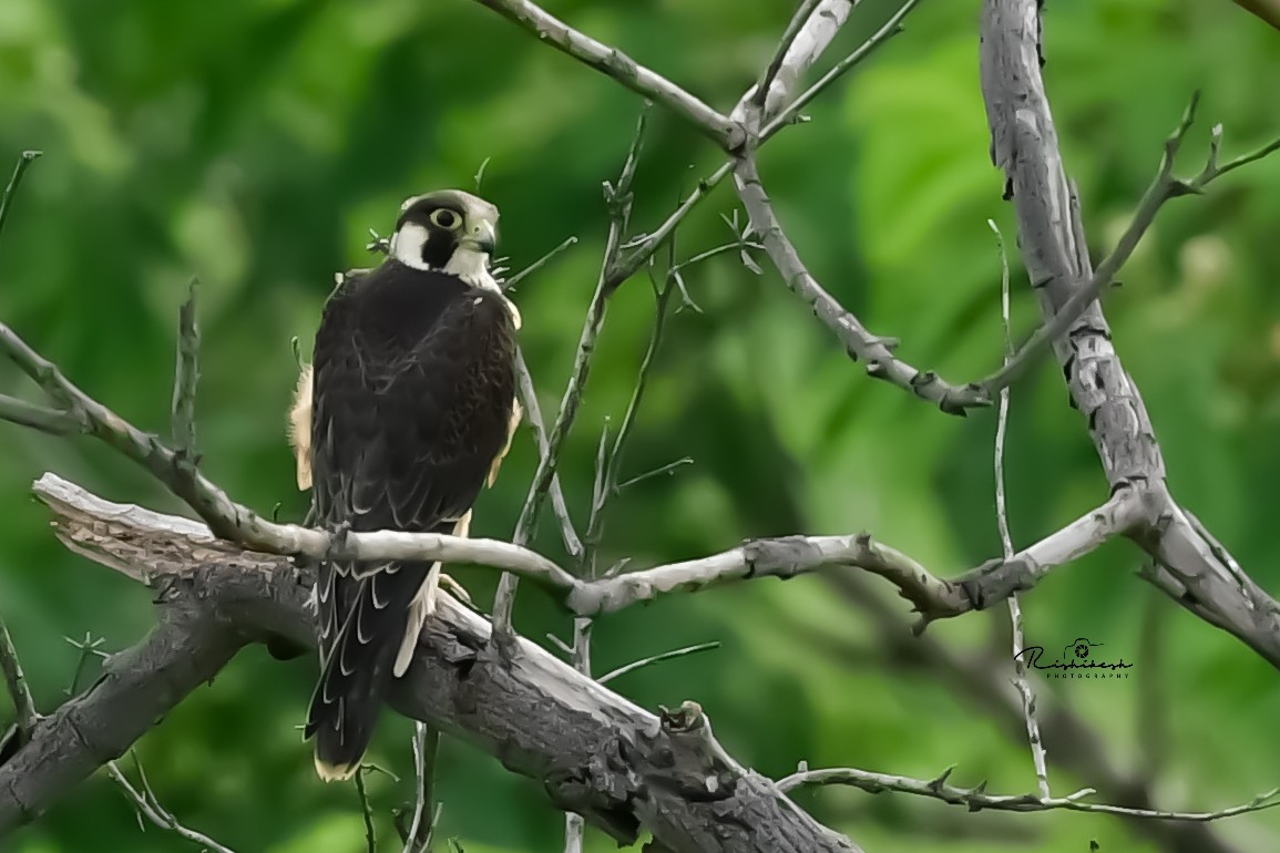 sokol stěhovavý (ssp. peregrinator) - ML356703611