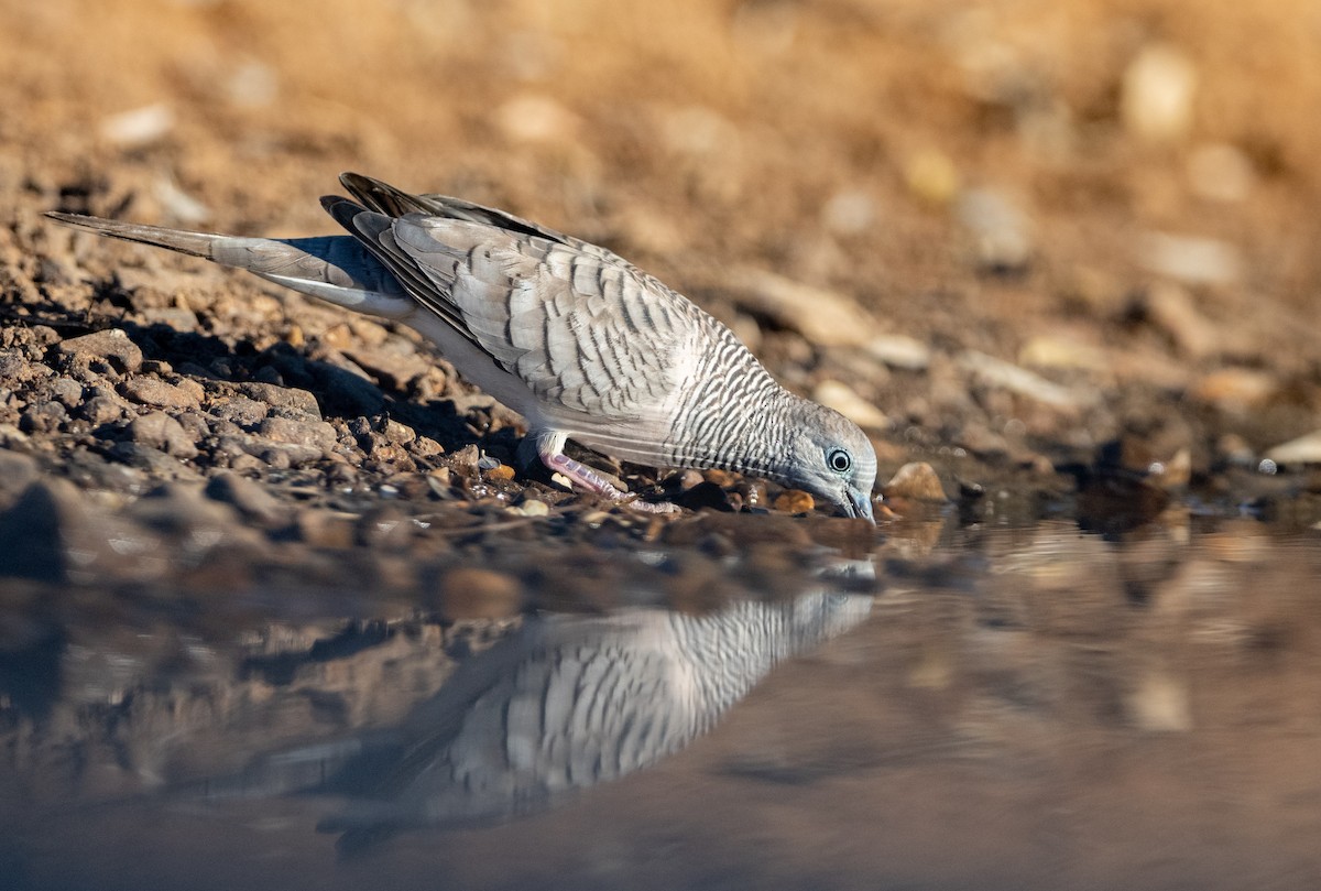 Peaceful Dove - Paul Thomsen