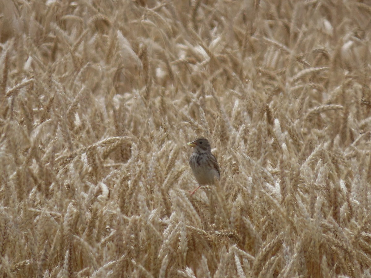 Corn Bunting - ML356705351
