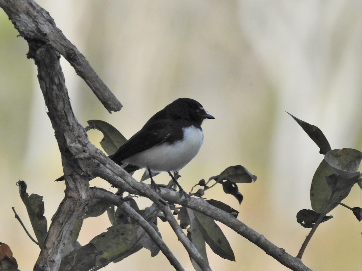 Willie-wagtail - ML356706041