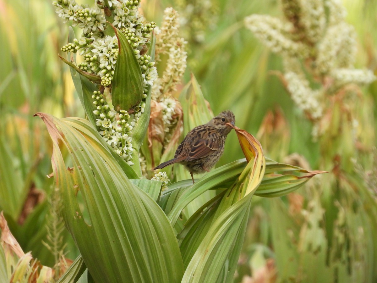 Lincoln's Sparrow - ML356706581