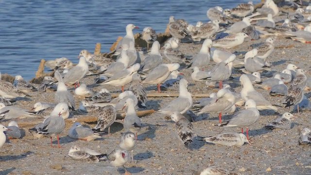 Slender-billed Gull - ML356711371