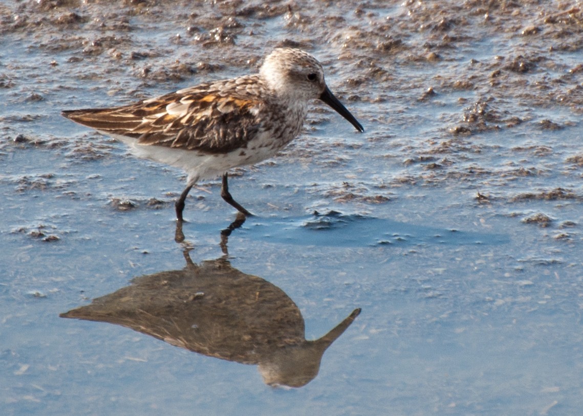 Bergstrandläufer - ML35671261