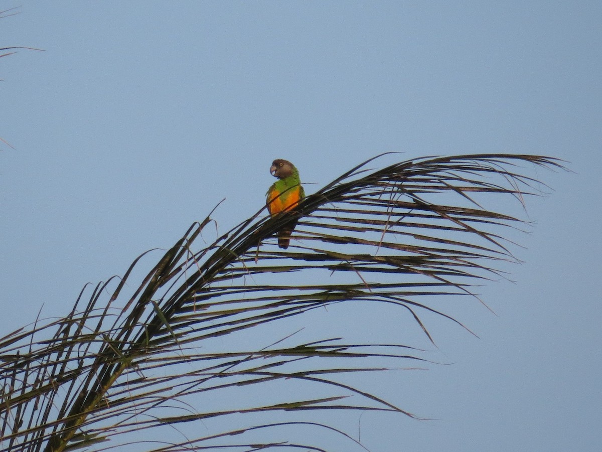 Senegal Parrot - Henry Burton