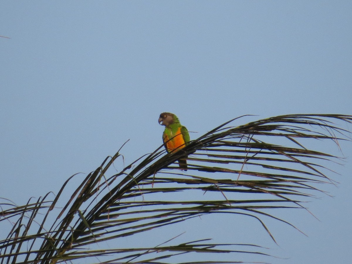 Сенегальский попугай - ML356712721