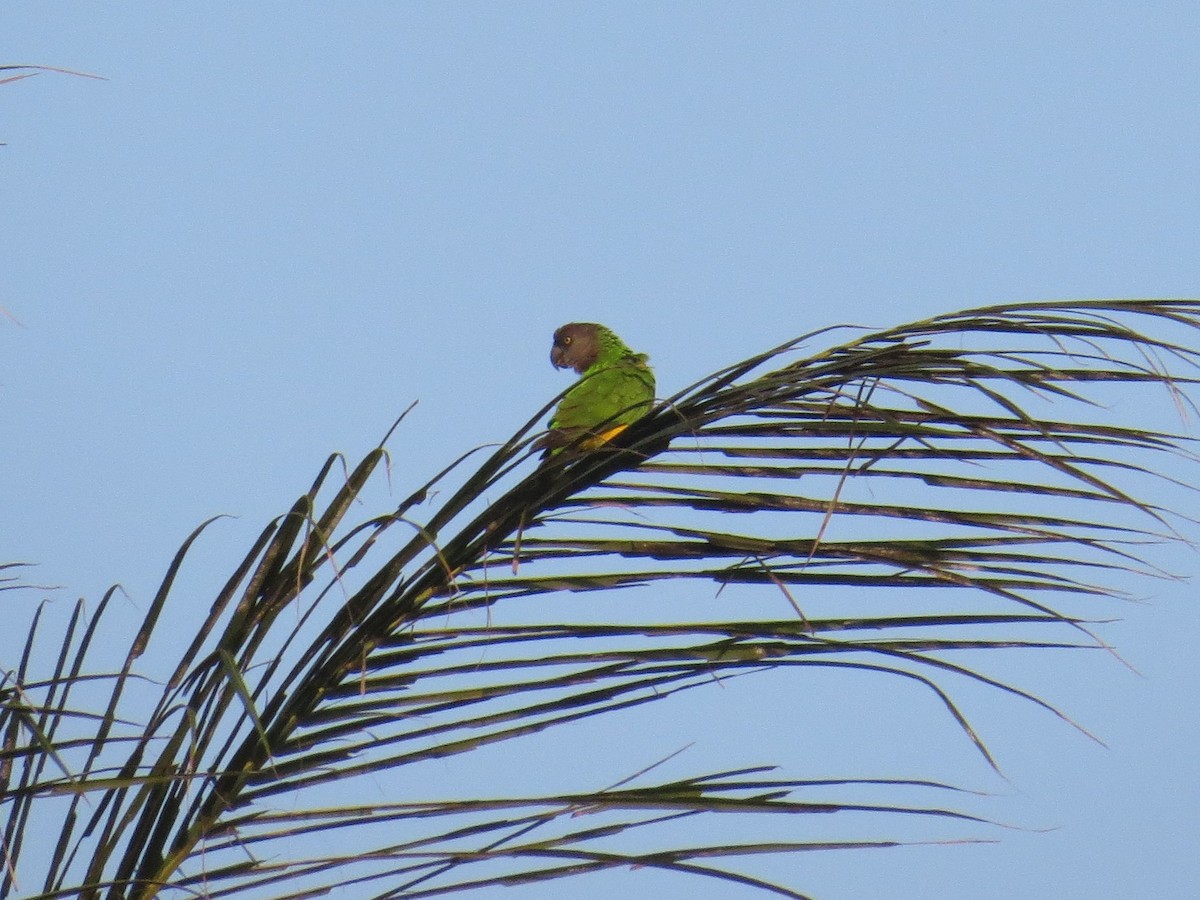 Senegal Parrot - Henry Burton