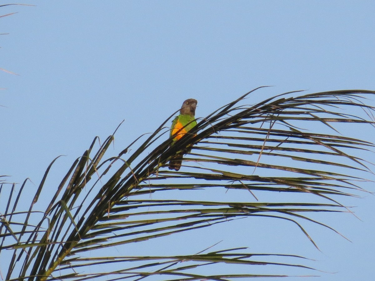 Senegal Parrot - Henry Burton