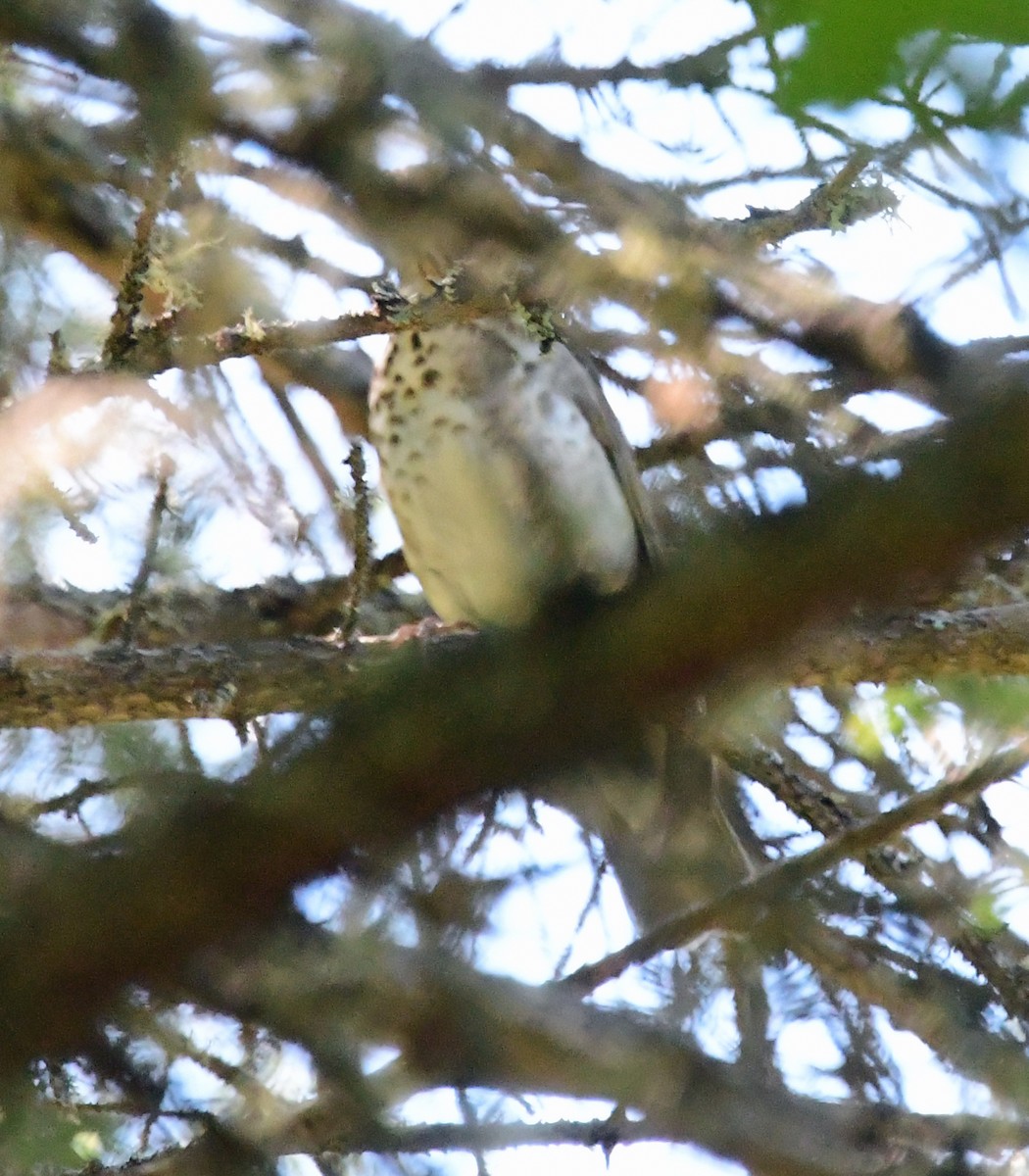 Swainson's Thrush - ML356713481