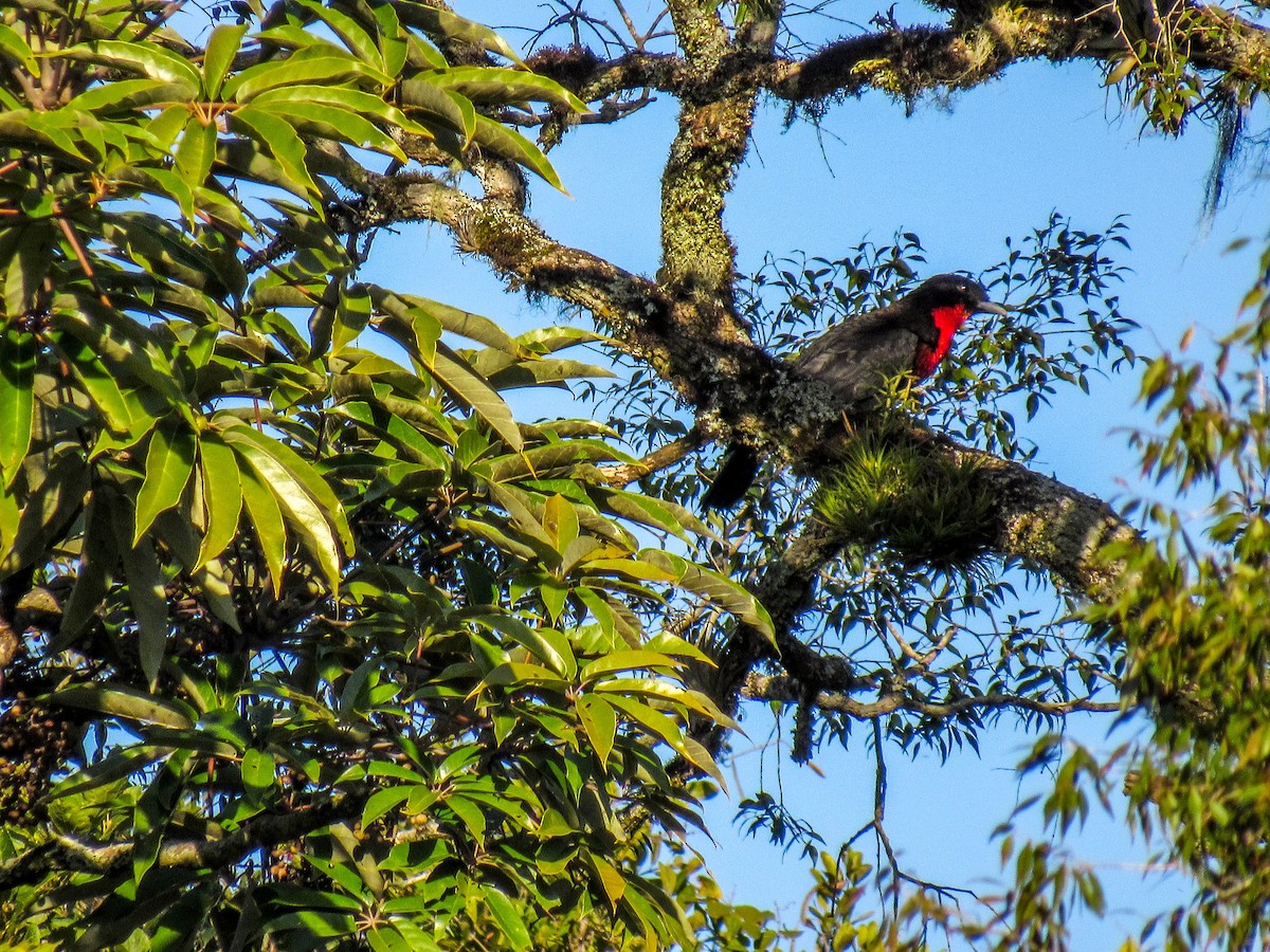 Red-ruffed Fruitcrow - ML356713631