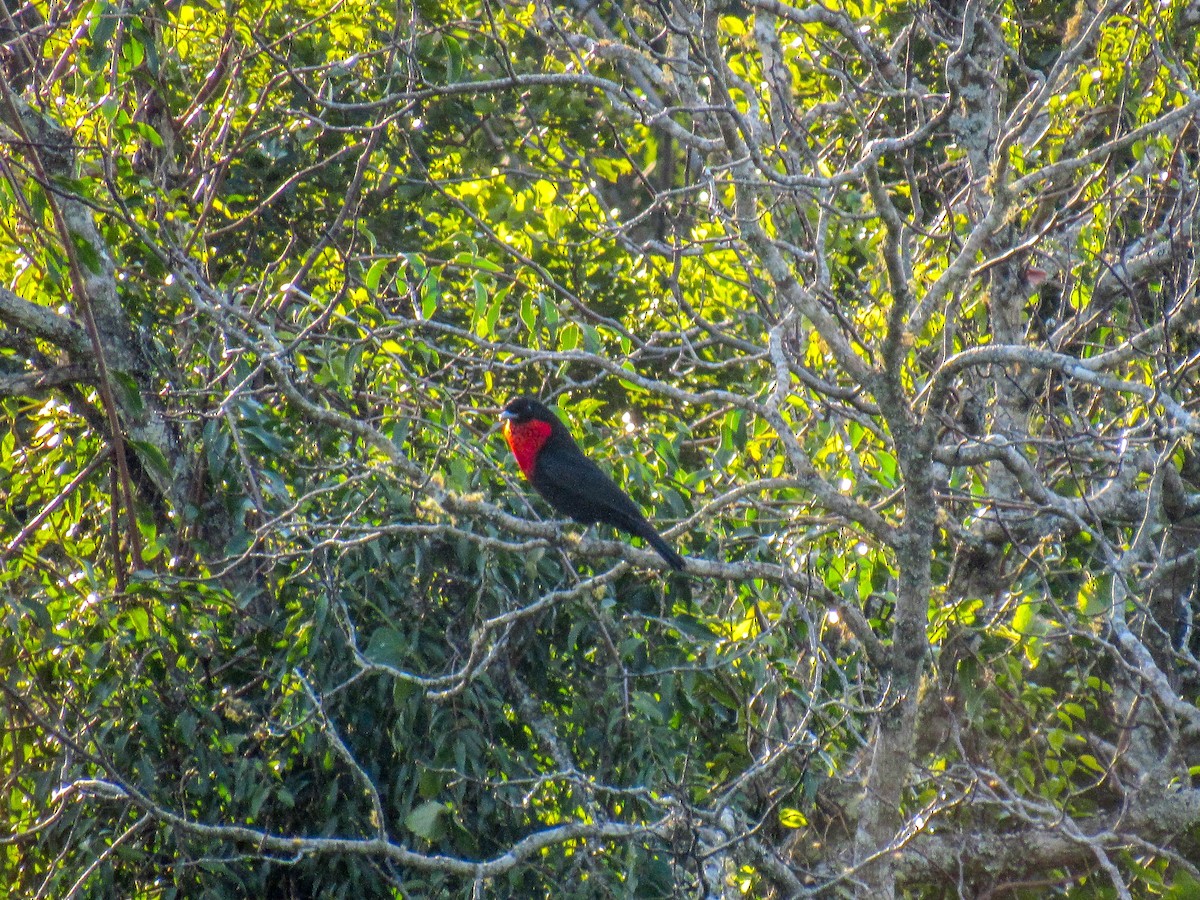 Red-ruffed Fruitcrow - ML356713641