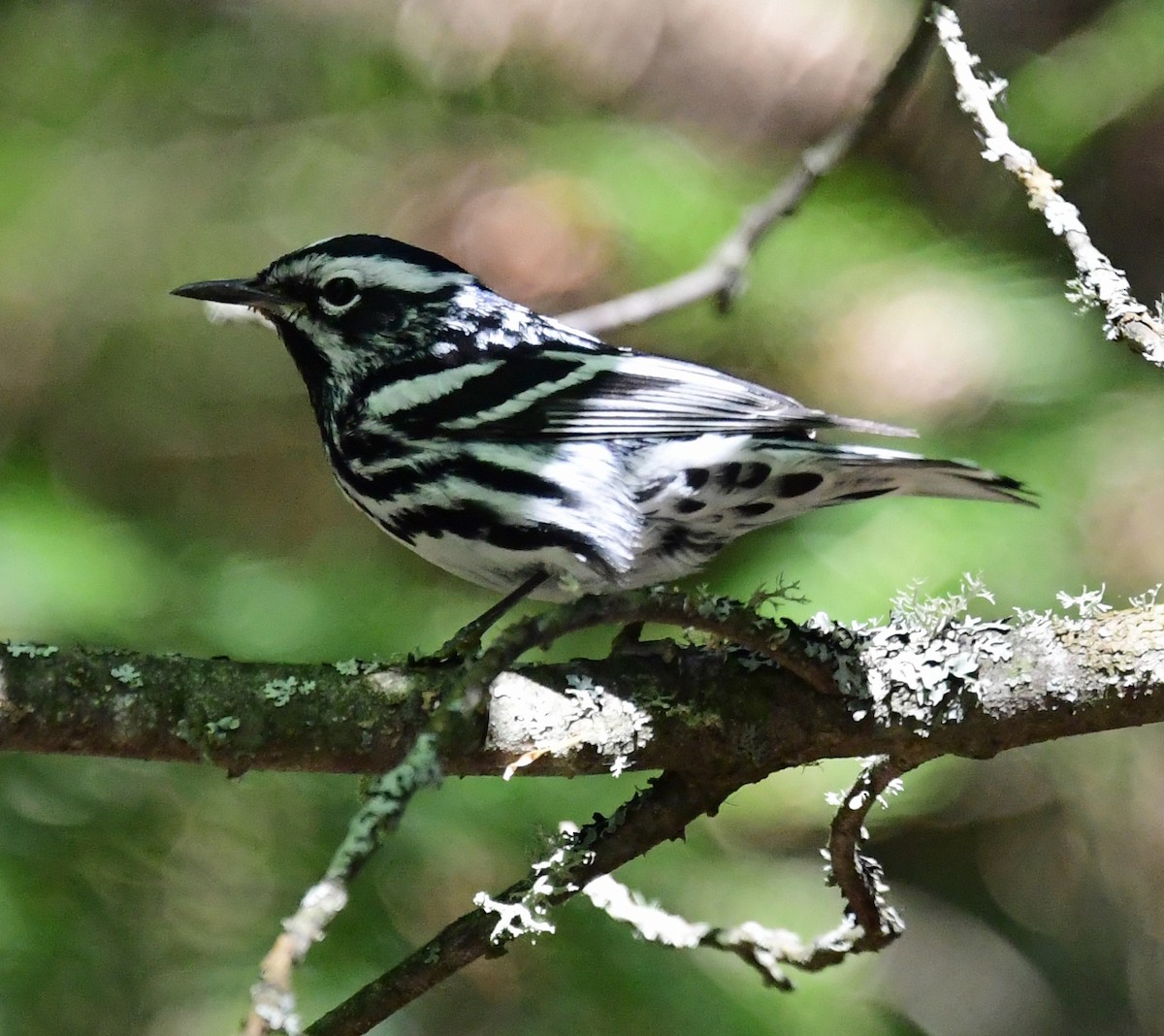 Black-and-white Warbler - ML356714031