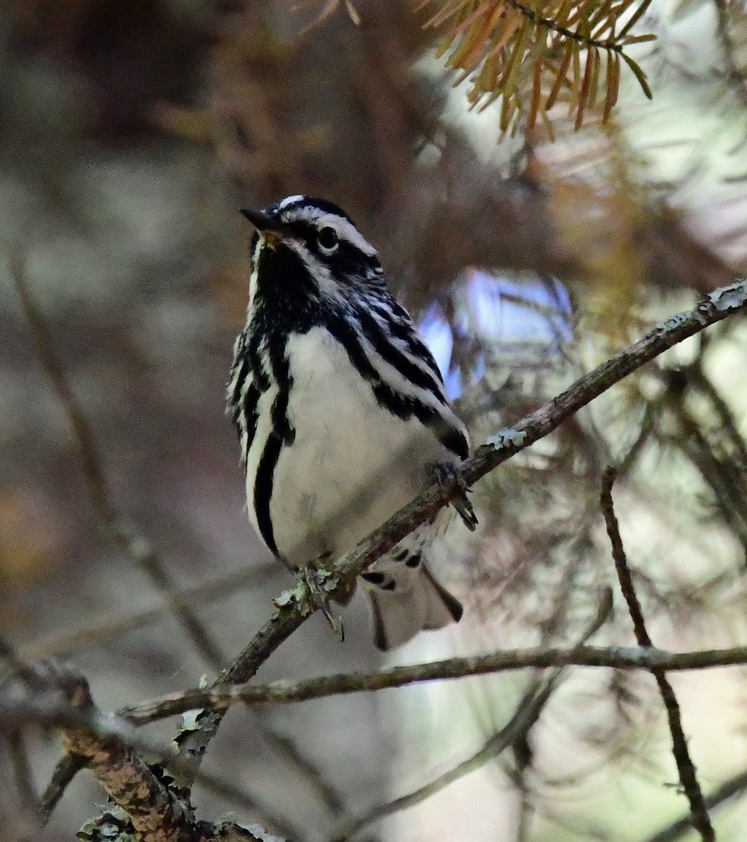 Black-and-white Warbler - ML356714041