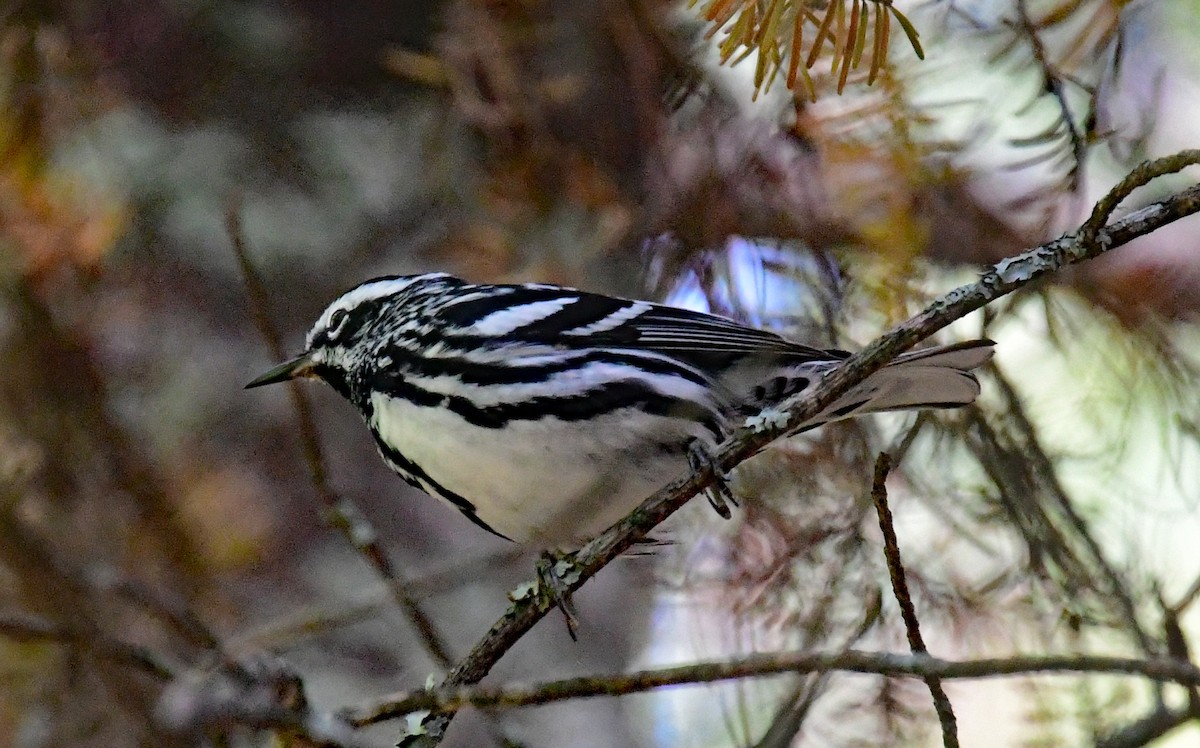 Black-and-white Warbler - ML356714051