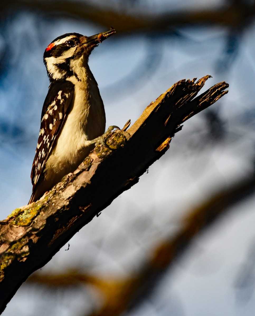 Hairy Woodpecker - Richard Taylor