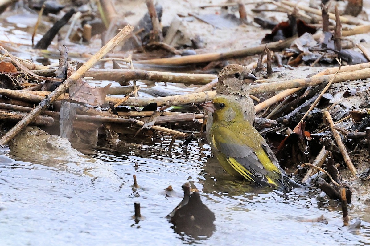 European Greenfinch - Patrick MONNEY