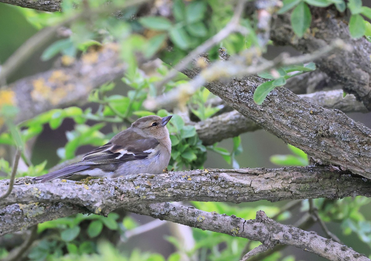 Common Chaffinch - ML356715491