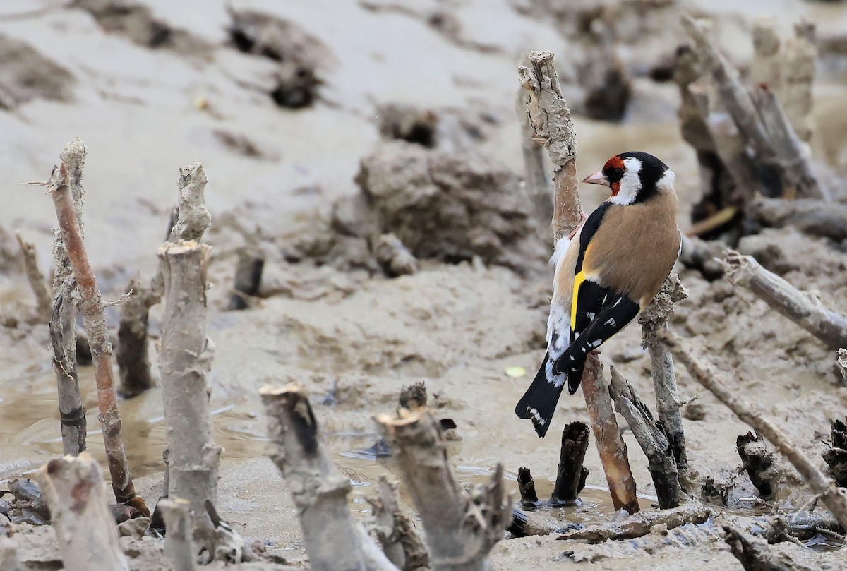 European Goldfinch - Patrick MONNEY