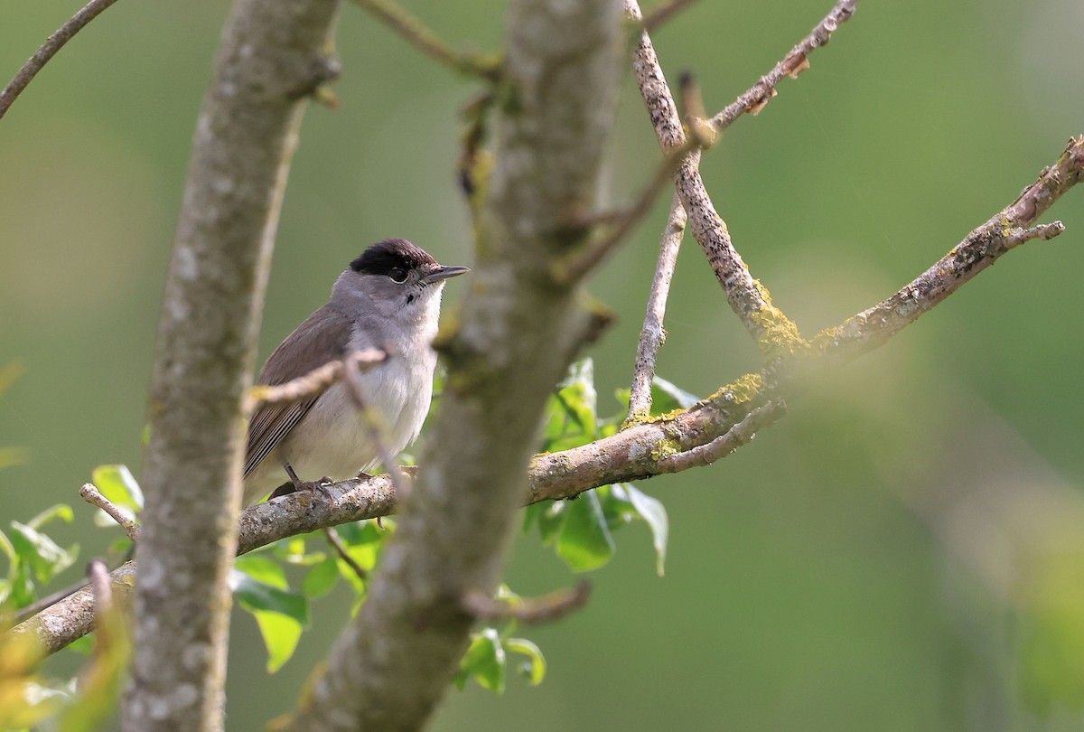 Eurasian Blackcap - Patrick MONNEY