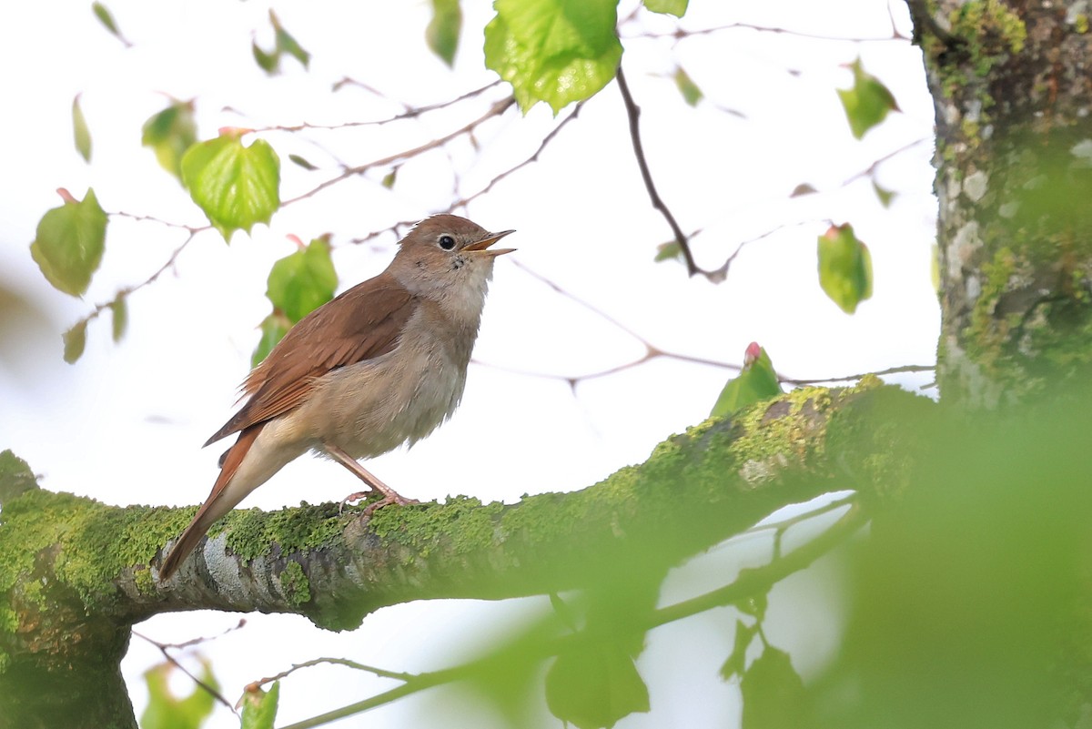 Common Nightingale - Patrick MONNEY