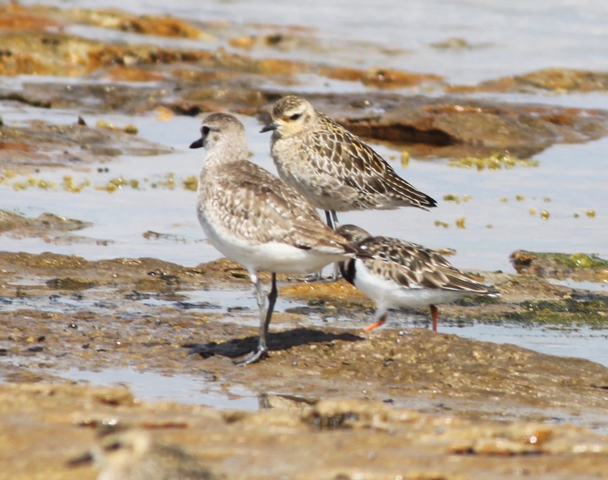 Black-bellied Plover - ML356716661