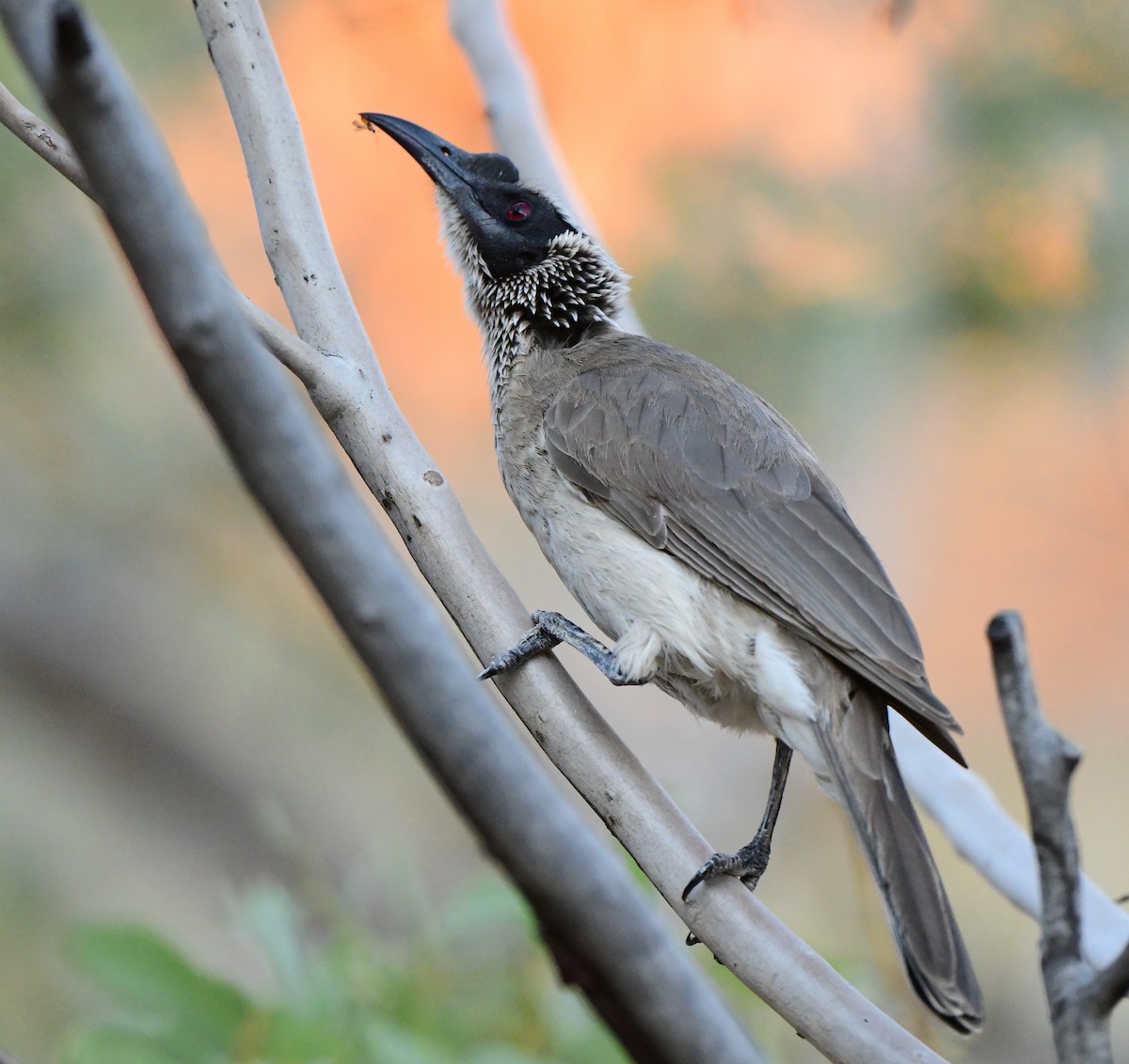 Silver-crowned Friarbird - ML356716901