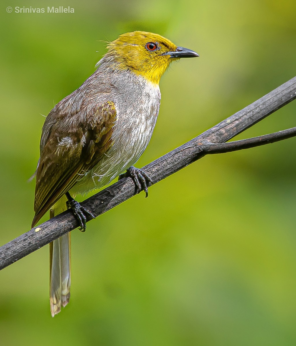 Yellow-throated Bulbul - Srinivas Mallela