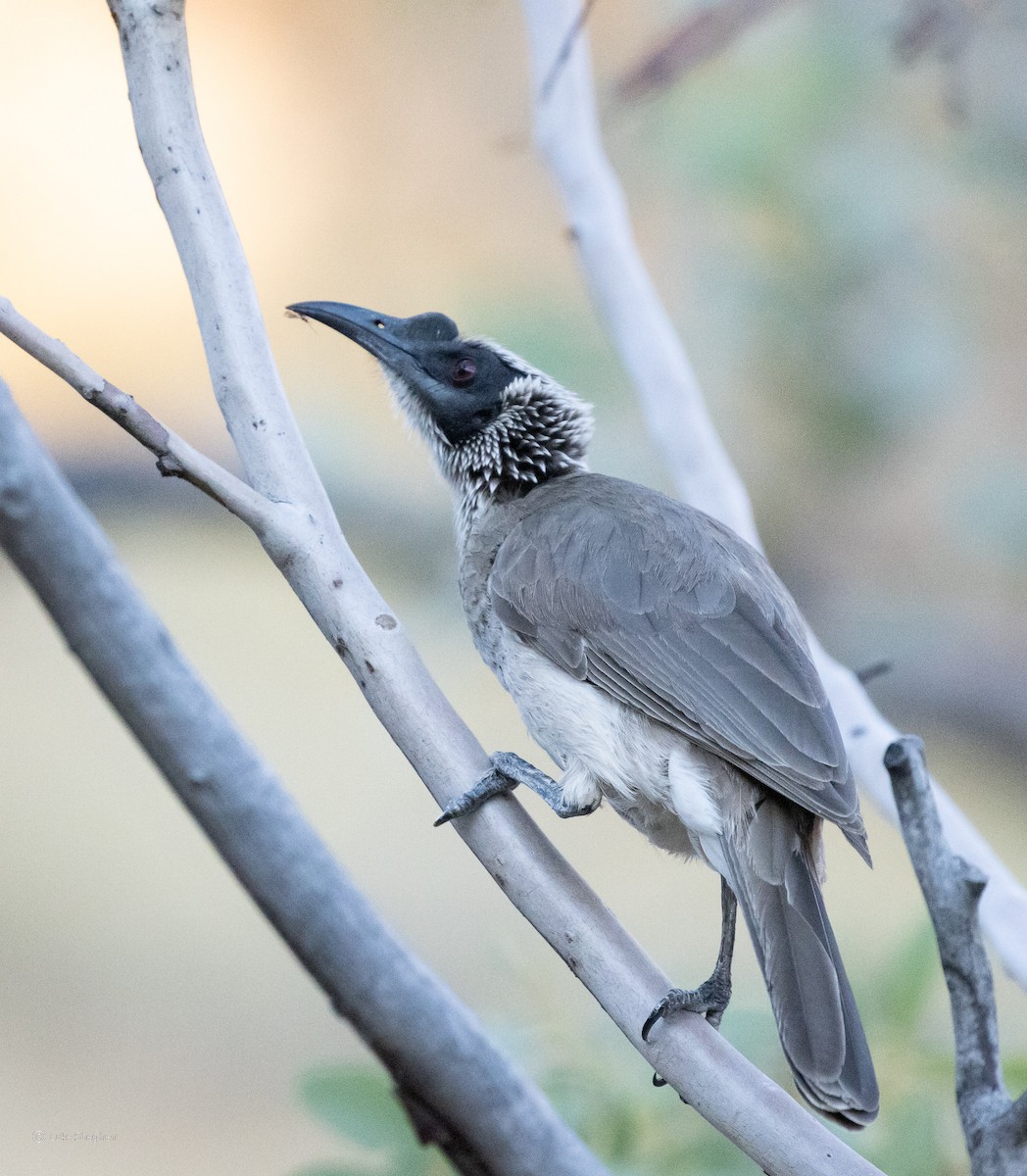Silver-crowned Friarbird - ML356721931