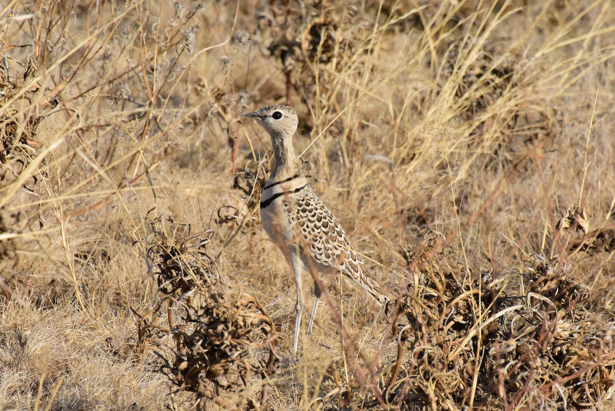 Double-banded Courser - ML356723581