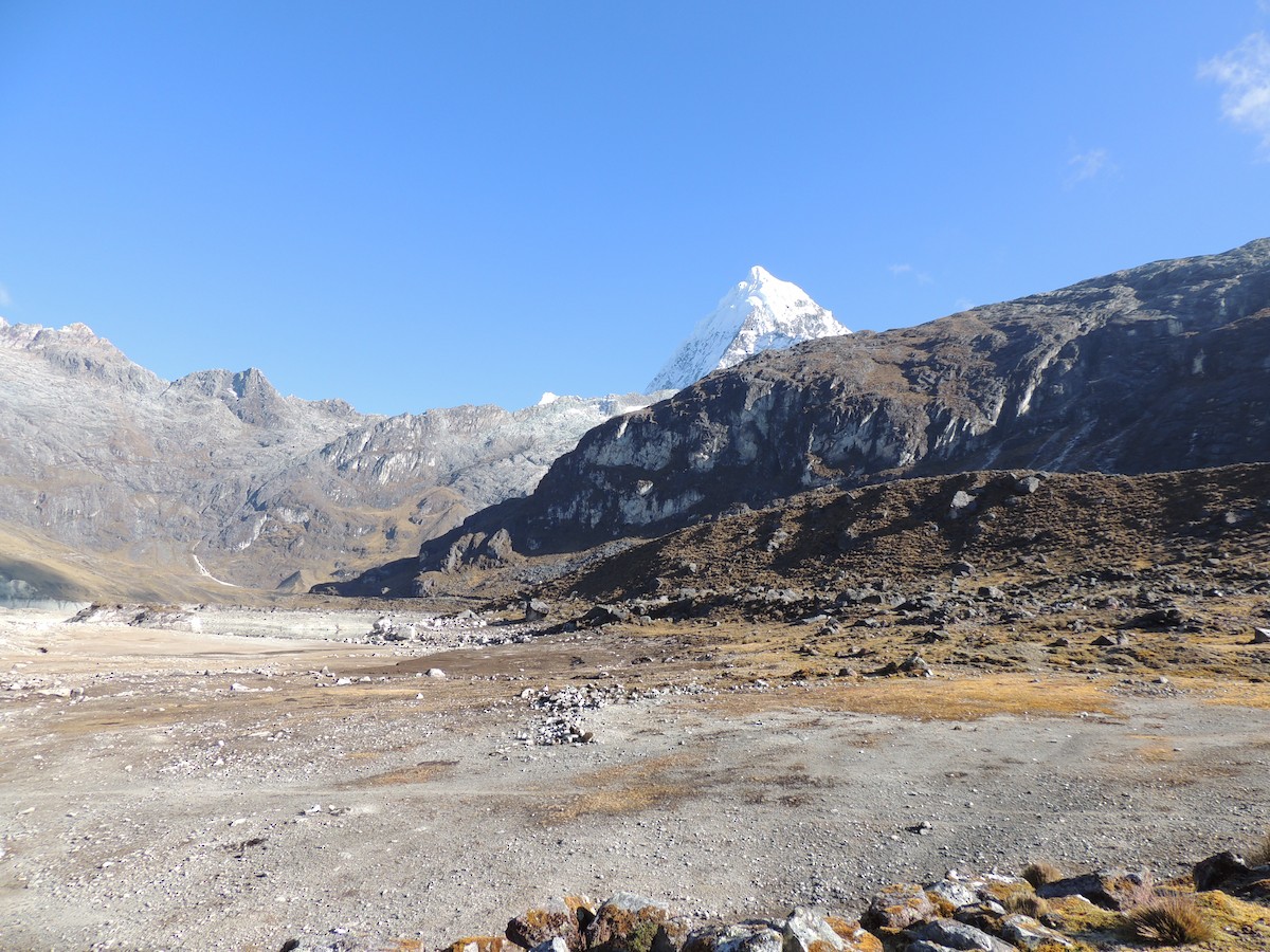 Royal Cinclodes - ML356725031