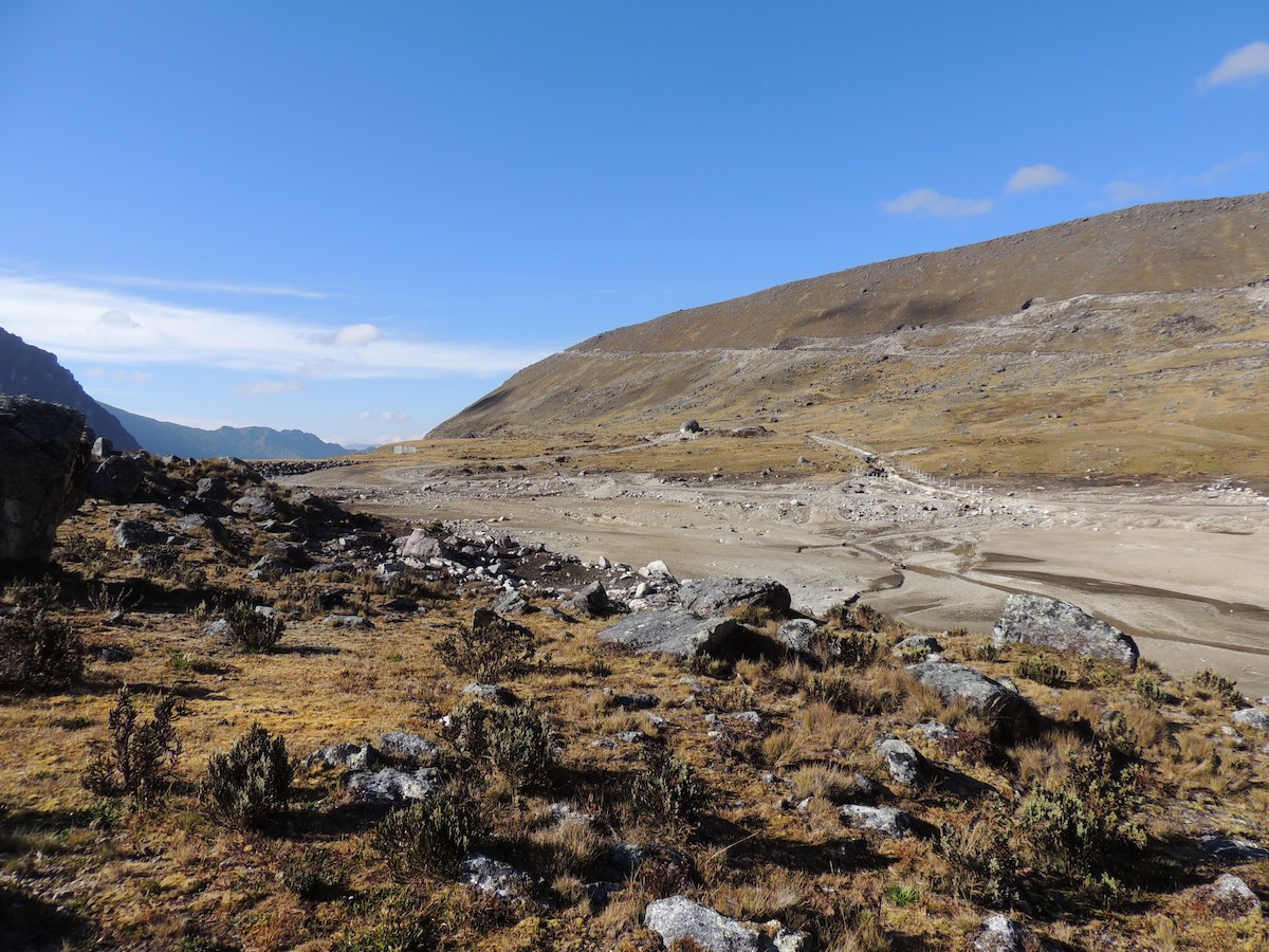 Royal Cinclodes - ML356725181