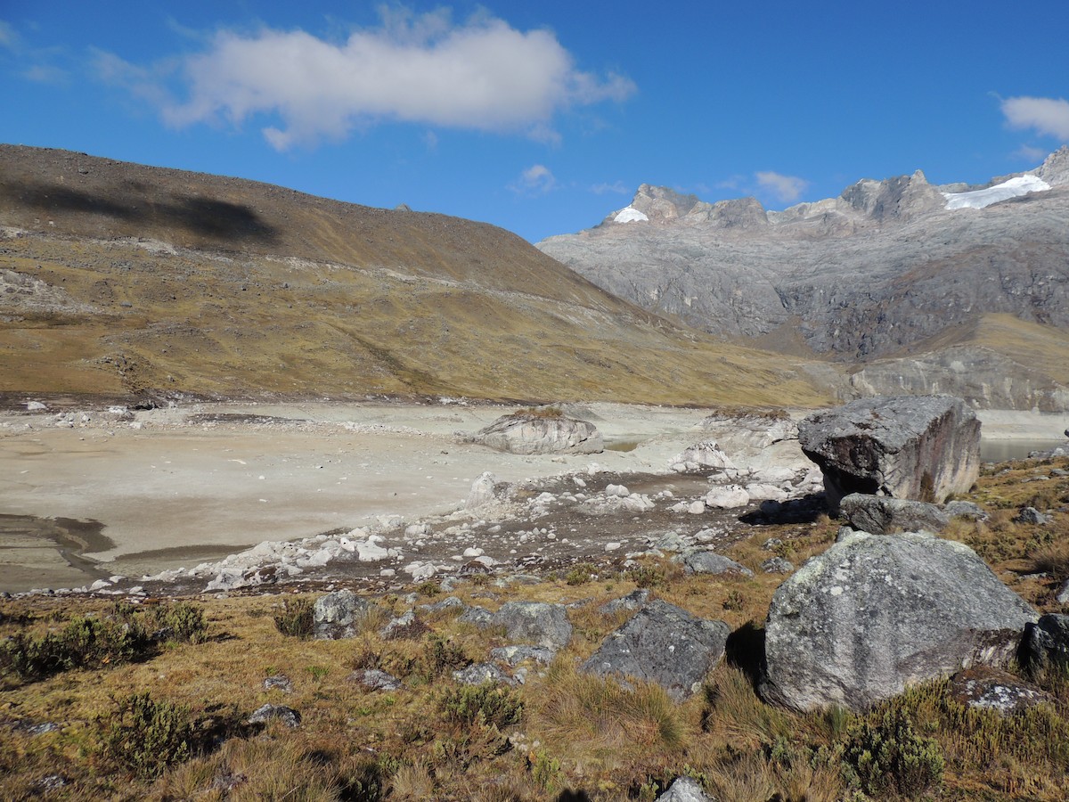 Royal Cinclodes - ML356725191