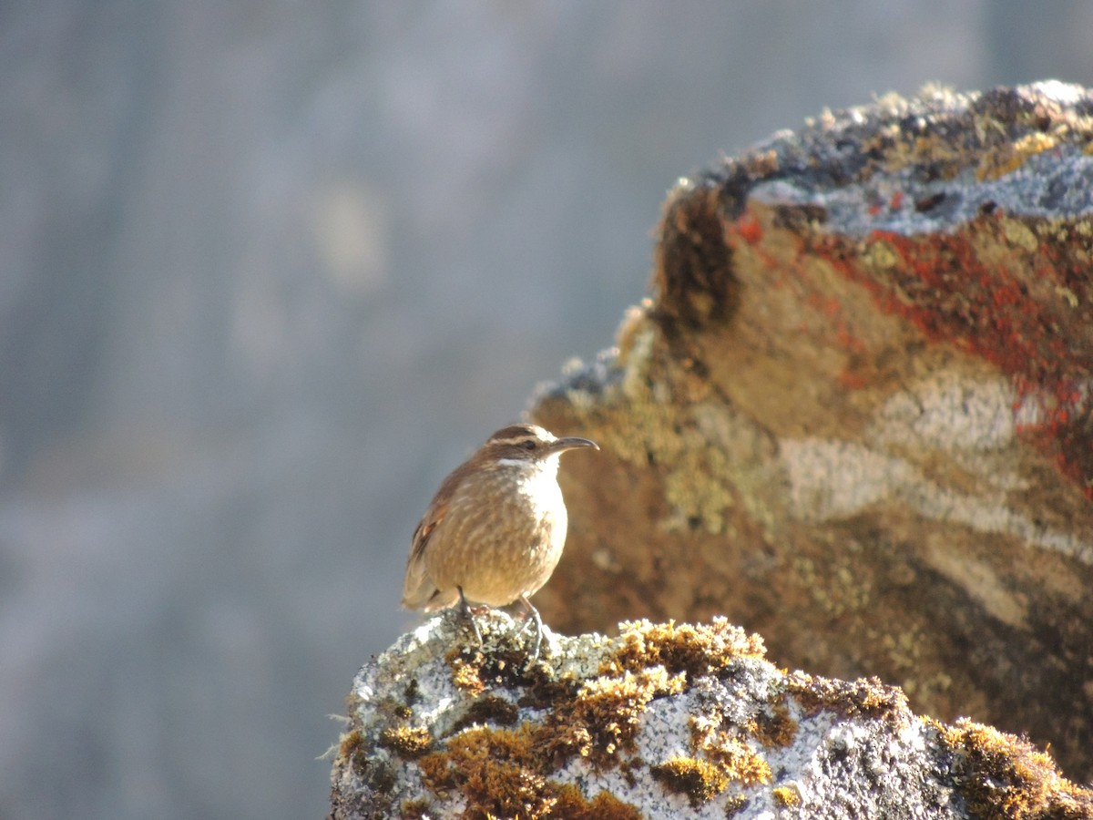 Royal Cinclodes - ML356725201