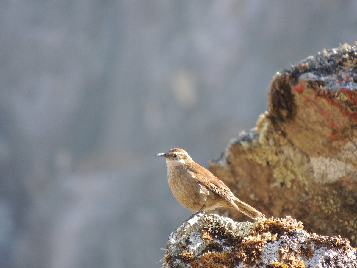 Royal Cinclodes - ML356725241