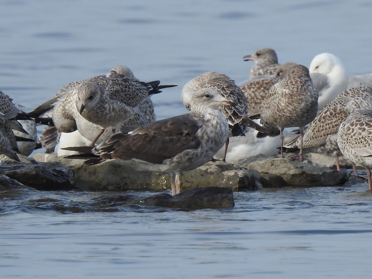 Gaviota Argéntea - ML356726681