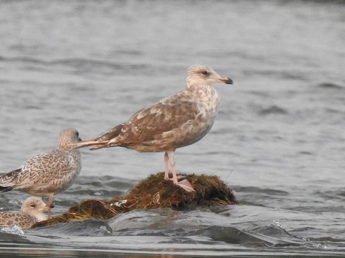 Gaviota Argéntea - ML356726691