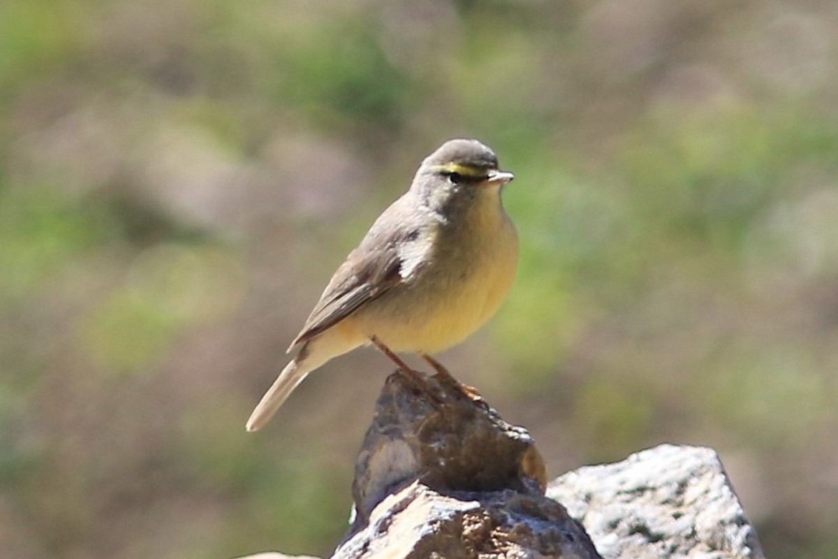 Sulphur-bellied Warbler - JOYDEV PATHAK.