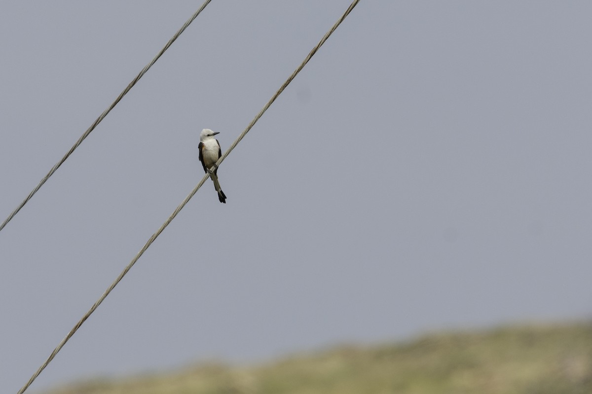 Scissor-tailed Flycatcher - ML356728221