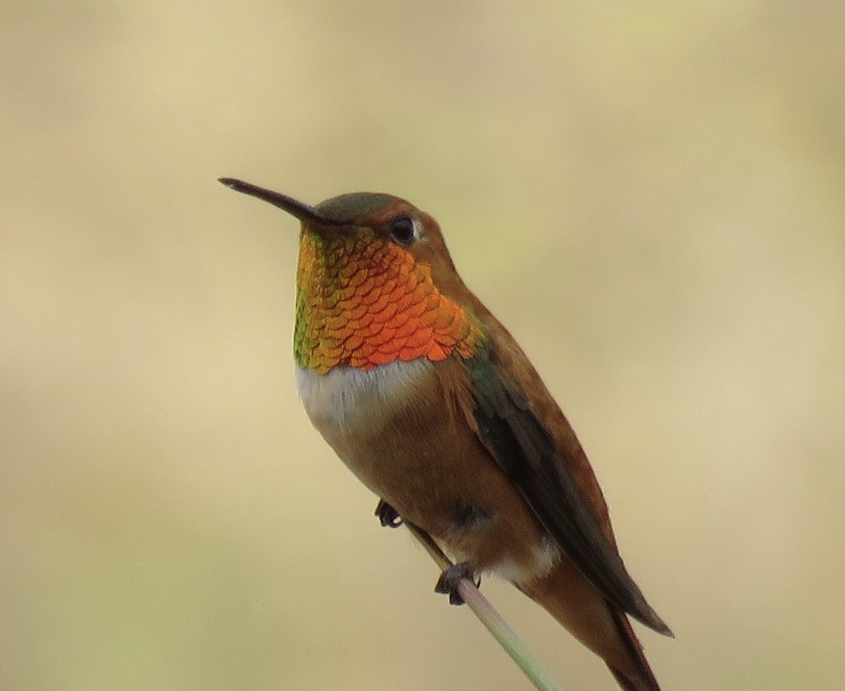 Rufous Hummingbird - ML356728511