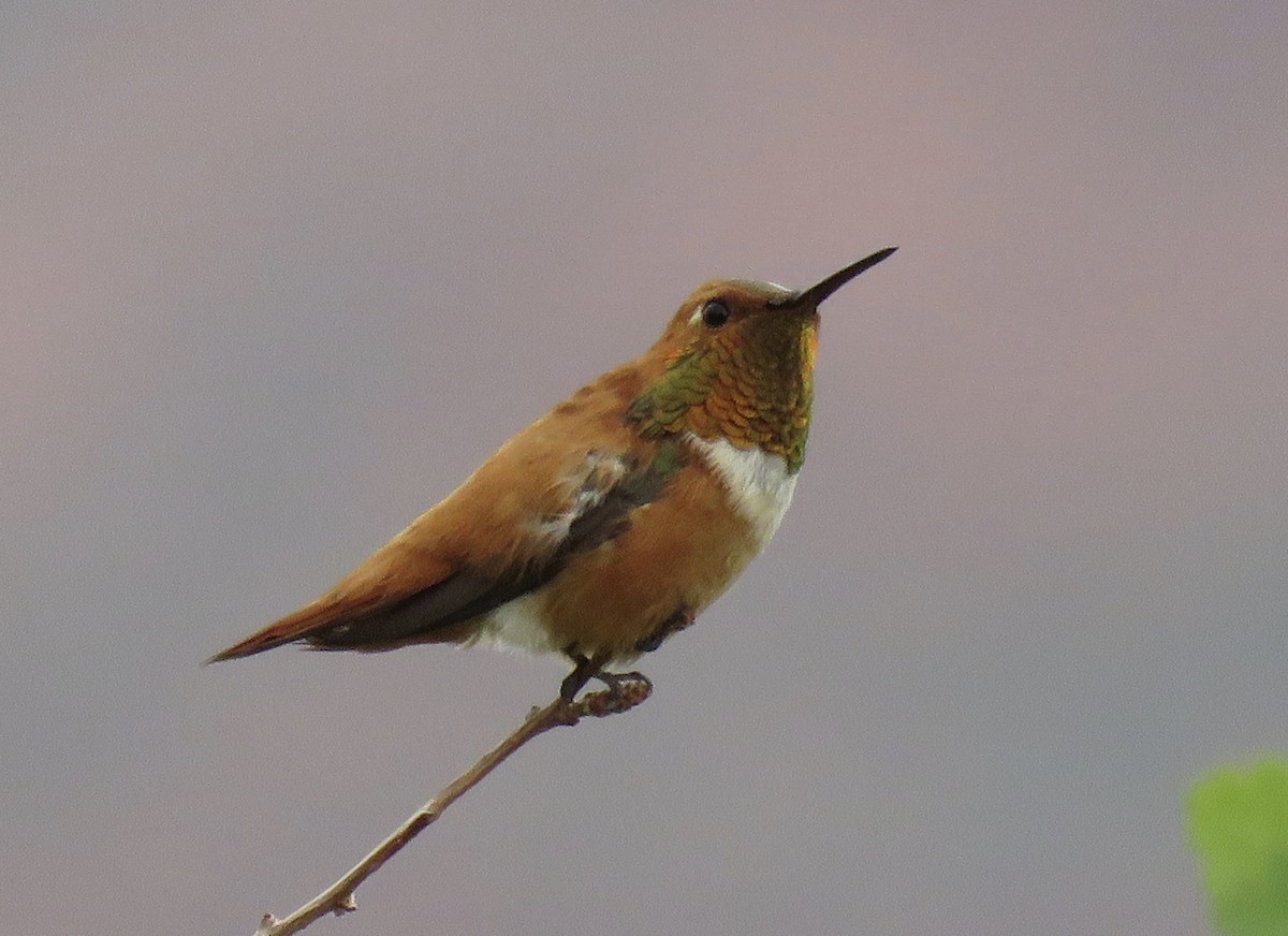 Rufous Hummingbird - ML356728531