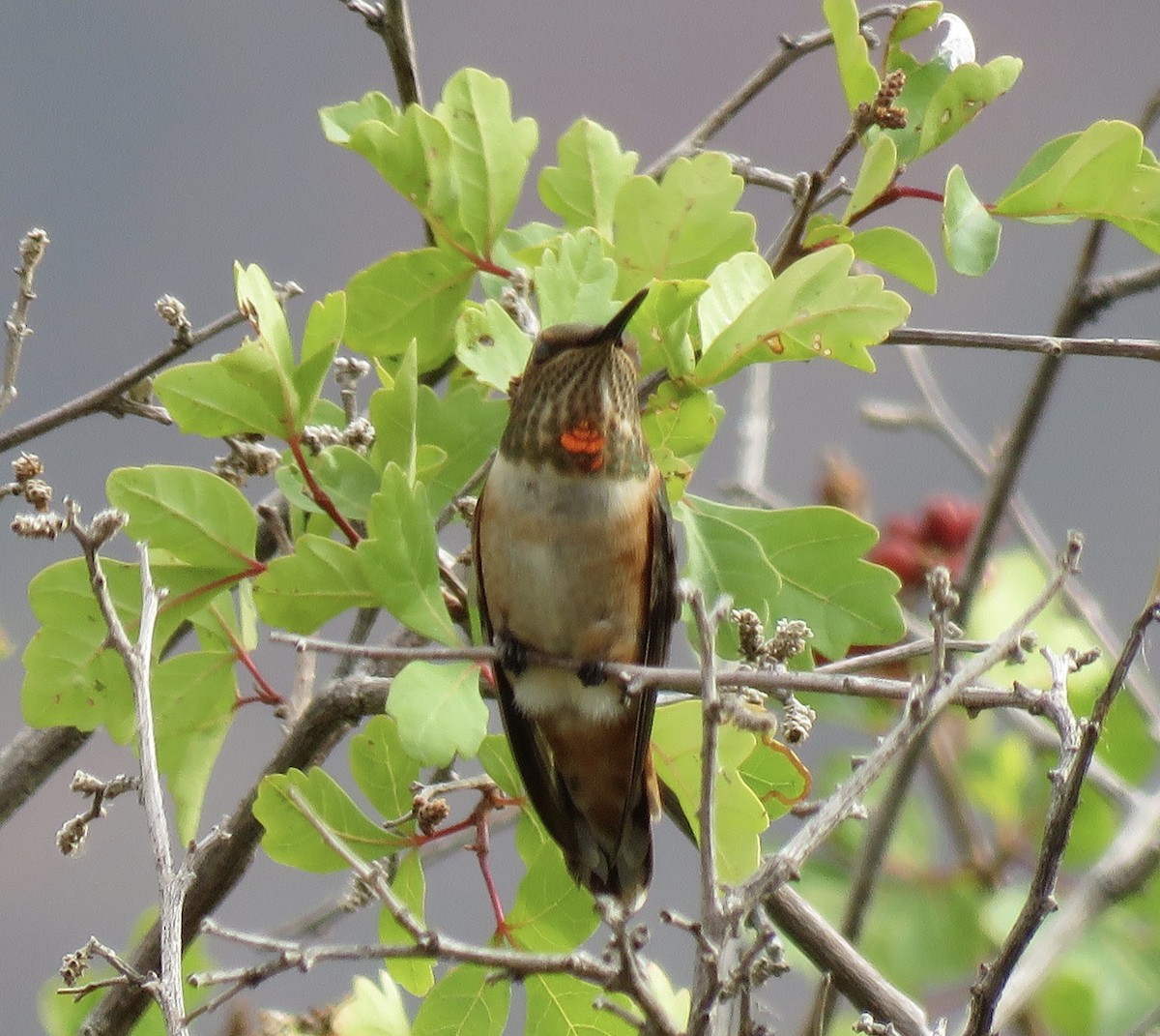 Rufous Hummingbird - ML356728581