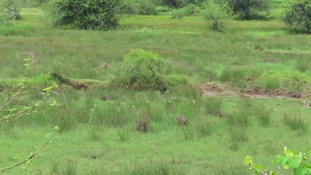 Rain Quail - ML356729671