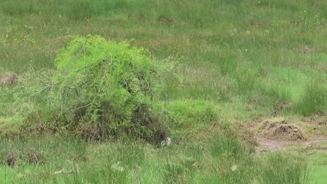 Rain Quail - ML356729831